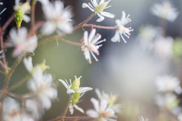 White and Blue and Yellow Iris Flower