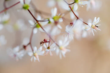White and Blue and Yellow Iris Flower