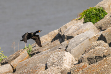 Double-crested cormorant in flight.
