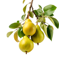 Natural Pears Hanging On Branch PNG Cutout Isolated On Transparent Backdrop Perfect For Food Illustrations