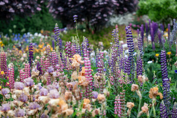 Obraz premium Beautiful Garden Full of Lupine and Iris Flowers 