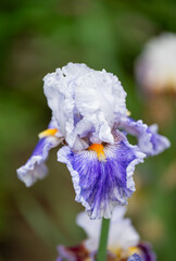 Close up of Beautiful Iris Flower in Summer Garden