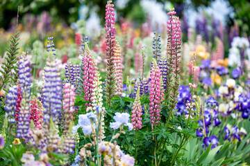 Obraz premium Beautiful Garden Full of Lupine and Iris Flowers 