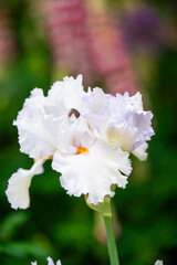 Close up of Beautiful Iris Flower in Summer Garden
