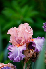 Fototapeta premium Close up of Beautiful Iris Flower in Summer Garden