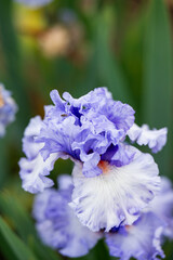 Obraz premium Close up of Beautiful Iris Flower in Summer Garden