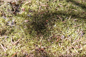 Plants and grass on the ground. Plants and textured background. A macro photography of lichen.
