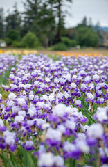 Beautiful Bearded Iris Flower Growing in Summer Garden