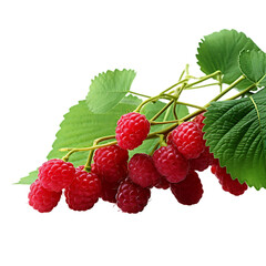 Raspberries Hanging On A Branch PNG Cutout Isolated On Transparent Backdrop With Vibrant Natural Colors