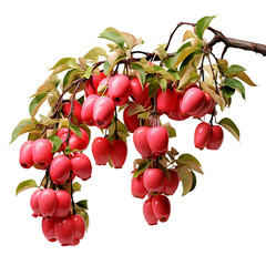 Realistic Rose Apples PNG Cutout Isolated on Transparent Backdrop Displaying Fresh Healthy Fruit Growing on Branch Outdoors