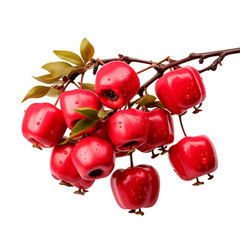 Realistic Rose Apples PNG Cutout Isolated on Transparent Backdrop Displaying Fresh Healthy Fruit Growing on Branch Outdoors