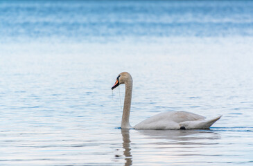 Graceful white Swan swimming in the lake, swans in the wild. Portrait of a white swan swimming on a lake.