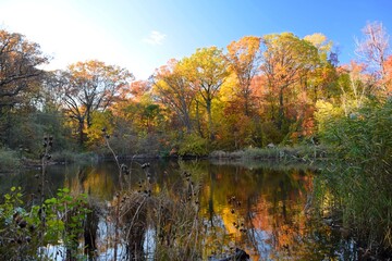 Autumn Trees at a Small Lake