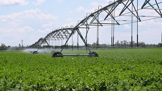 Center Pivot Irrigation System in potato agricultural field. Potato field irrigated by a pivot sprinkler system.