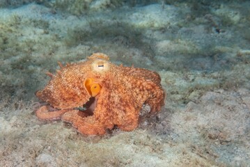 Common Octopus (Octopus vulgaris) at the Blue Heron Bridge, Phil Foster Park, Riviera Beach, Florida