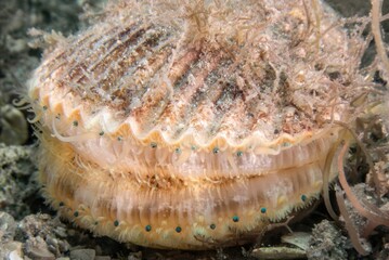 Atlantic Bay Scallop (Argopecten irradians) at the Blue Heron Bridge, Phil Foster Park, Riviera Beach, Florida © Guy Bryant