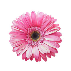 Vibrant Pink Gerbera Daisy Flower Close-Up on Black Background