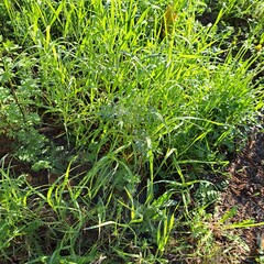 green grass on the ground