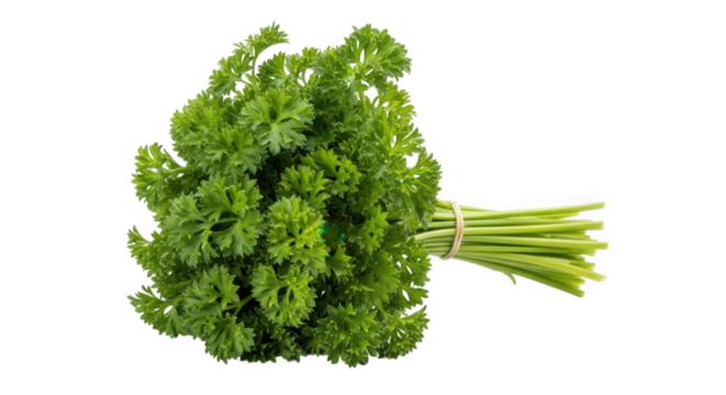 Fresh curly parsley bunch isolated on black background for culinary and healthy food concepts on transparent background
