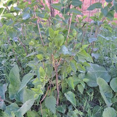 green cabbage plants