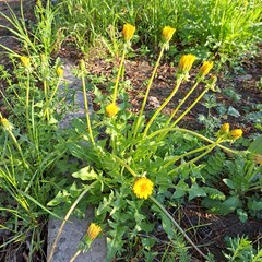 dandelions in the grass