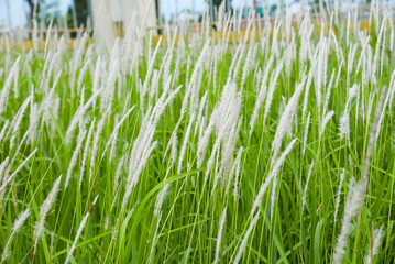 Close-up image of white cogon grass (Imperata cylindrica) swaying gently in the wind, captured in a lush green field during daylight. 