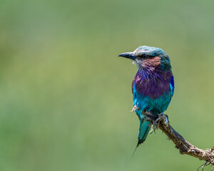 lilac breasted roller, national bird of kenya