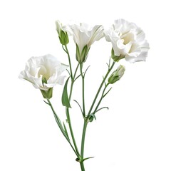 Fototapeta premium White Lisianthus Isolated on White Background. Beautiful Lisianthus Flower