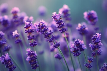 Naklejka premium Lavender Flowers in Field, Close-Up