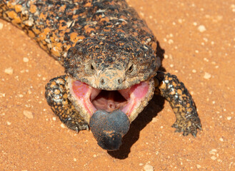 A shingle backed blue tongue lizard.