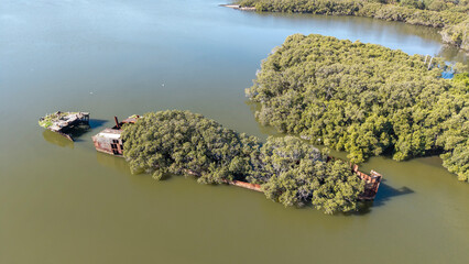 Sydney, Homebush Bay shipwreck SS Ayrfield covered in mangrove trees, originally launched as the SS Corrimal,