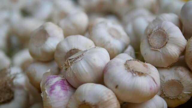Fresh garlic harvested at local farm market in autumn