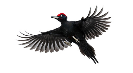 Obraz premium Black Woodpecker in Flight with Red Crest and Open Wings