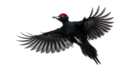 Black Woodpecker in Flight with Red Crest and Open Wings