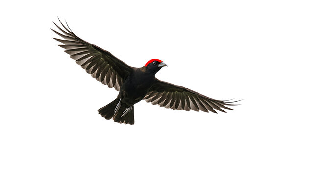 Crimsoncapped Woodpecker in Flight Detailed Wing Feathers and Focused Gaze