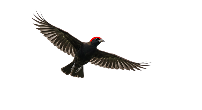 Crimsoncapped Woodpecker in Flight Detailed Wing Feathers and Focused Gaze