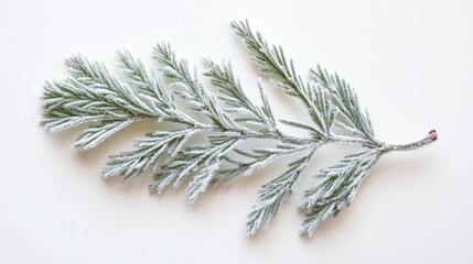 Frosted Cedar Branch on a White Background, Winter Season Decor
