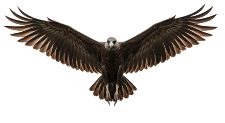 Majestic DarkBrown Eagle in Flight Wings Spread Wide