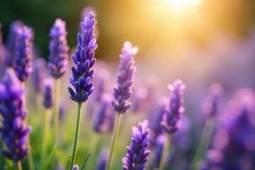 Fototapeta premium Close-up of blooming lavender flowers, bathed in soft sunlight, exuding a calming, mellow aroma Perfect for relaxation and aromatherapy themes , delicate, aroma