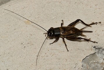 Field cricket adult gryllus insect on floor nature pest control household.