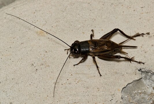 Field cricket adult gryllus insect on floor nature pest control household.