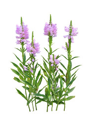 Naklejka premium ハナトラノオ 9月撮影