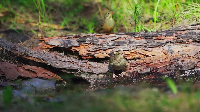 Yellowhammer (Emberiza citrinella) and Ortolan Bunting (Emberiza hortulana)  drinki water from a spring in the forest. Slow motion.	