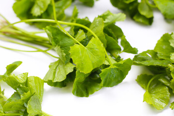 Gotu kola plant, Fresh green leaves of herb