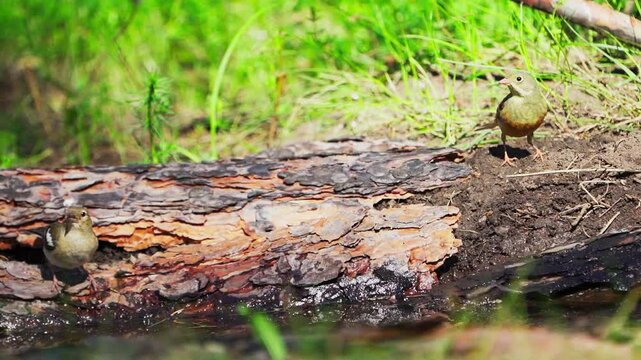 Yellowhammer (Emberiza citrinella) and Ortolan Bunting (Emberiza hortulana)  drinki water from a spring in the forest. Slow motion.	