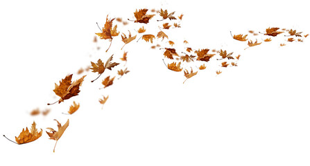 leaf leaves isolated autumn winter season background falling fall platanus tree wid air w