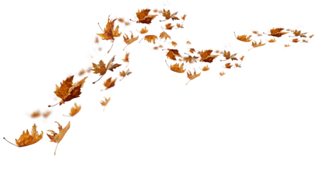 leaf leaves isolated autumn winter season background falling fall platanus tree wid air w