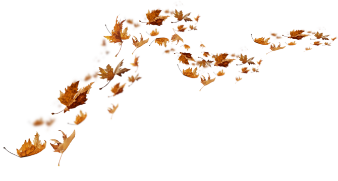 leaf leaves isolated autumn winter season background falling fall platanus tree wid air w