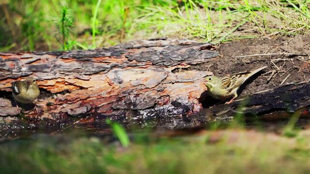Yellowhammer (Emberiza citrinella) and Ortolan Bunting (Emberiza hortulana)  drinki water from a spring in the forest. Slow motion.	
