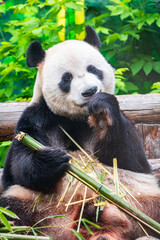 Fototapeta premium The Giant Panda Bear sits while eating a bamboo stalk